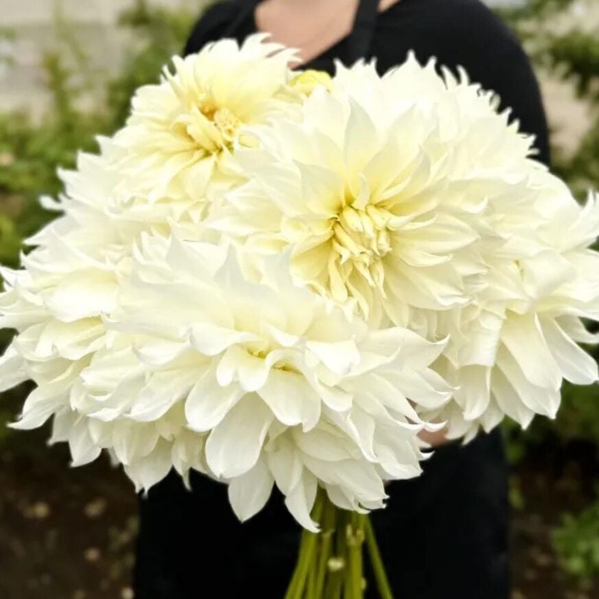 İri XXL Çiçekli Snowbound İri Çiçekli Dahlia Dalya Yıldız Çiçeği Yumrusu (1 Adet)
