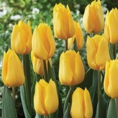 Yellow Flight Sarı Lale Soğanı (5 Adet)
