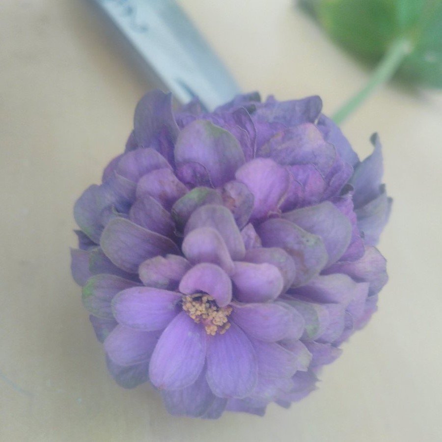 Dream Rosy Lavender Zinya Çiçeği Tohumu Dahlia (40 tohum)