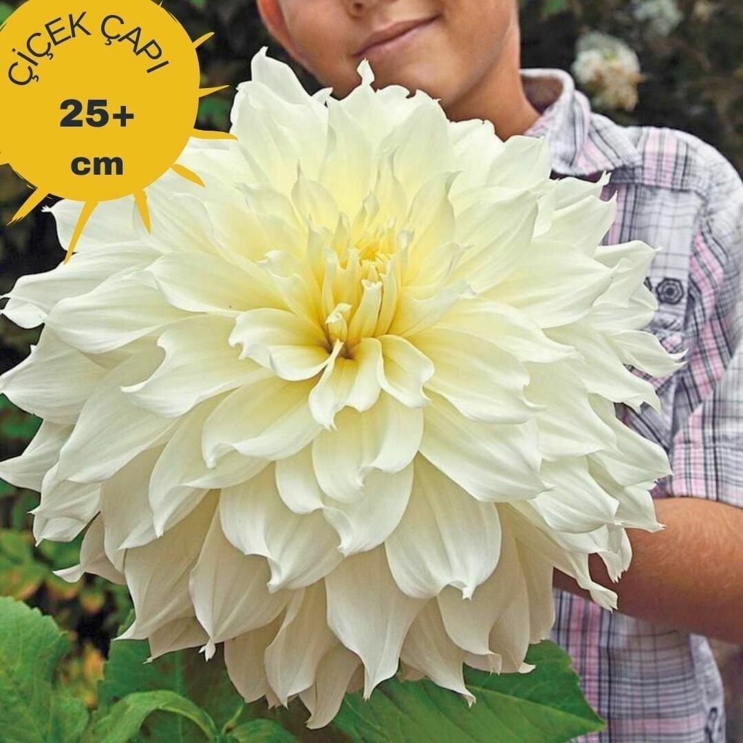 İri XXL Çiçekli White Perfection İri Çiçekli Dahlia Dalya Yıldız Çiçeği Yumrusu