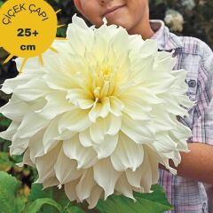 İri XXL Çiçekli White Perfection İri Çiçekli Dahlia Dalya Yıldız Çiçeği Yumrusu