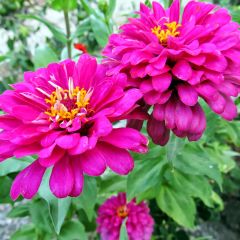 Violet Dahlia Çiçekli Quen Zinya Çiçeği Tohumu (40 tohum)