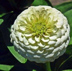 Yoga Super White Zinya Çiçeği Tohumu (40 tohum)
