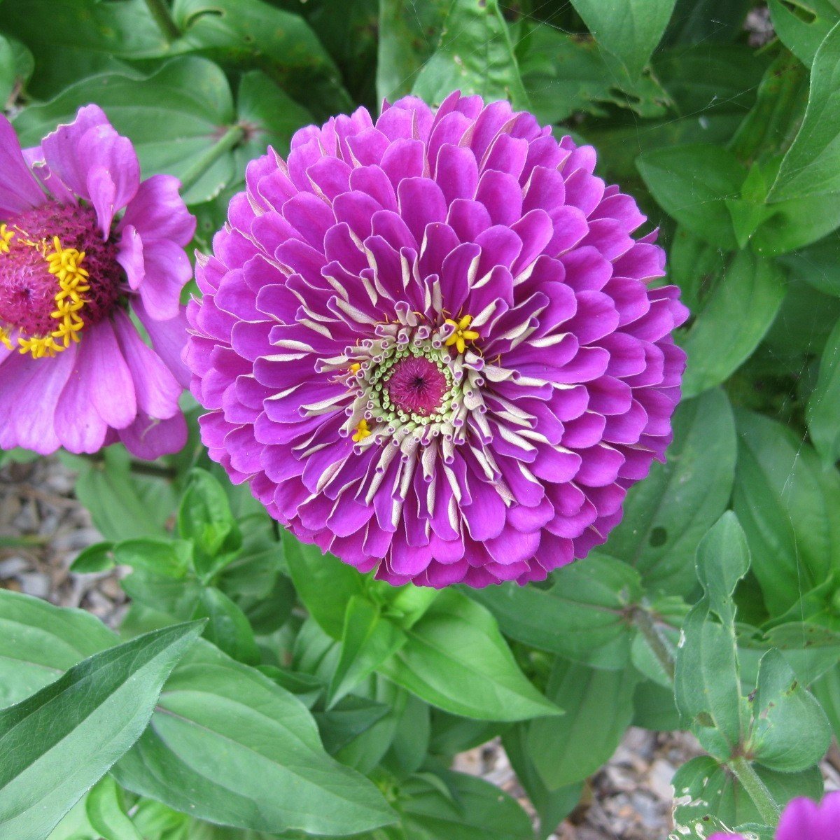 Yoga Super Elegans Purple Zinya Çiçeği Tohumu (40 tohum)