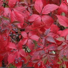 Tüplü Amerikan Sarmaşığı Hazan Dalı Fidesi (50 Adet)