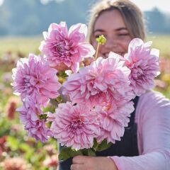 İri XXL Çiçekli Lavender Perfection Dahlia Yıldız Çiçeği Soğanı Yumrusu (1 Adet)
