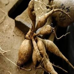 İri XXL Çiçekli Myrtle's Folly Dahlia Yıldız Çiçeği Soğanı Yumrusu (1 Adet)