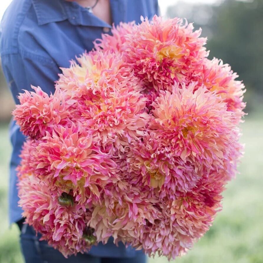 İri XXL Çiçekli Myrtle's Folly Dahlia Yıldız Çiçeği Soğanı Yumrusu (1 Adet)