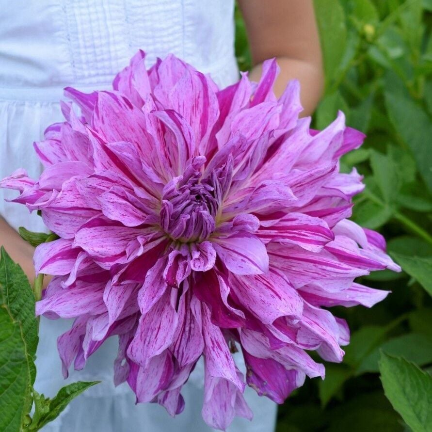 İri XXL Çiçekli Mom's Special Dahlia Yıldız Çiçeği Soğanı Yumrusu (1 Adet)