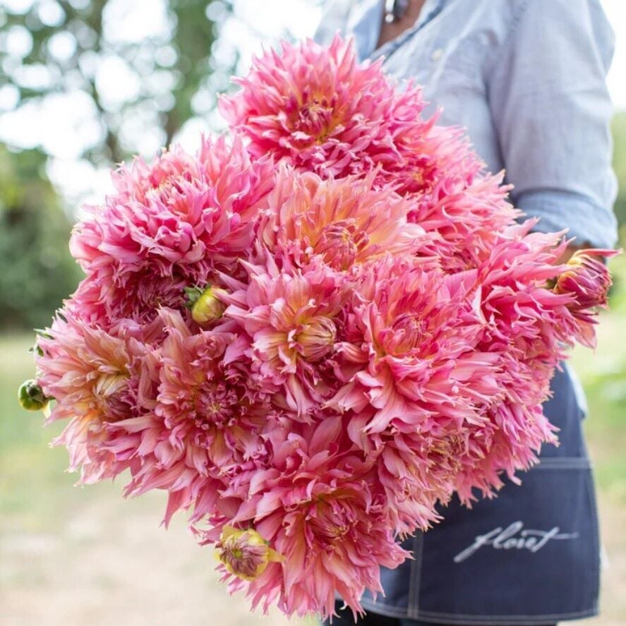 İri XXL Çiçekli Omega Dahlia Yıldız Çiçeği Soğanı Yumrusu (1 Adet)