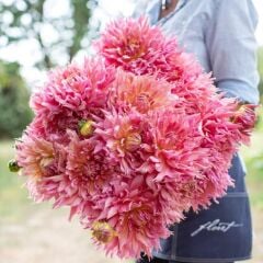 İri XXL Çiçekli Omega Dahlia Yıldız Çiçeği Soğanı Yumrusu (1 Adet)