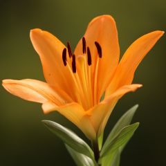 Jumping Joy Lily Kokulu Turuncu Zambak Soğanı (1 Adet)