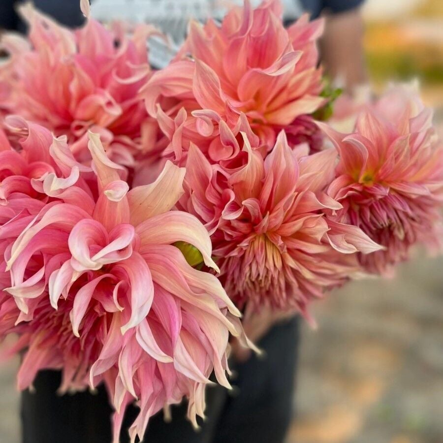 İri XXL Çiçekli Penhill Watermelon Dahlia Yıldız Çiçeği Soğanı Yumrusu (1 Adet)