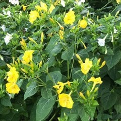 Yellow Sarı Rüya Akşam Sefası Çiçeği Tohumu (20 tohum)