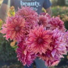 İri XXL Çiçekli Penhill Dark MonarcDahlia Yıldız Çiçeği Soğanı Yumrusu (1 Adet)