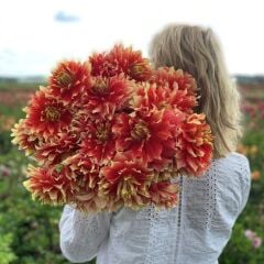 İri XXL Çiçekli Bodacious Dahlia Yıldız Çiçeği Soğanı Yumrusu (1 Adet)