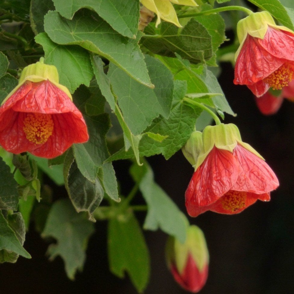 Tüplü Saksıda Somon Renkli Sultana Nadir Abutilon Çiçeği Fidanı