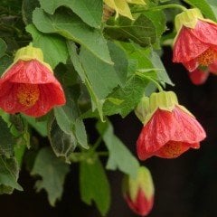 Tüplü Saksıda Somon Renkli Sultana Nadir Abutilon Çiçeği Fidanı