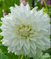 İri XXL Çiçekli Bull's Pride deco Dahlia Yıldız Çiçeği Soğanı Yumrusu (1 Adet)