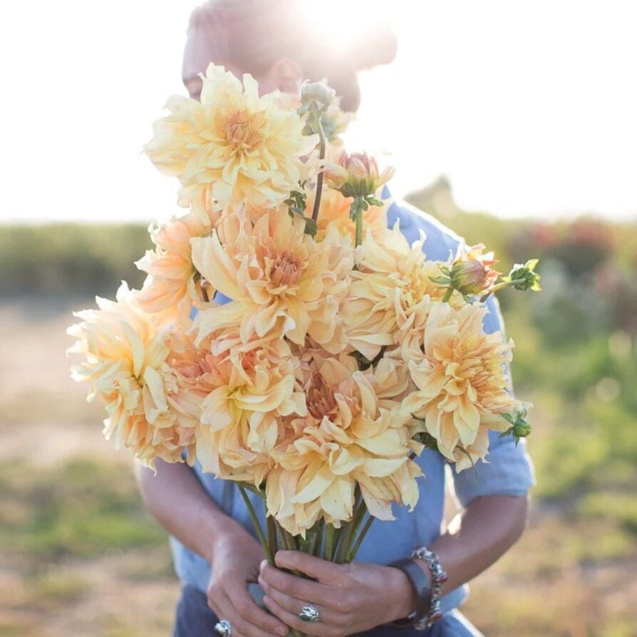 Soğuğa Dayanıklı Dev Çiçekli Big Brother Dahlia Yıldız Çiçeği Soğanı Yumrusu (1 Adet)(Kopya)