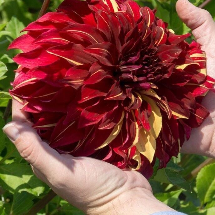 Soğuğa Dayanıklı Dev Çiçekli Bohemian Spartacus Dahlia Yıldız Çiçeği Soğanı Yumrusu (1 Adet)