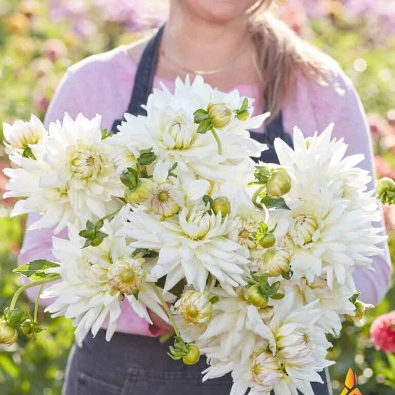 Soğuğa Dayanıklı Dev Çiçekli Clearview Edie Dahlia Yıldız Çiçeği Soğanı Yumrusu (1 Adet)