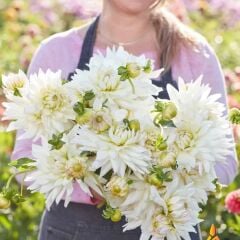 Soğuğa Dayanıklı Dev Çiçekli Clearview Edie Dahlia Yıldız Çiçeği Soğanı Yumrusu (1 Adet)