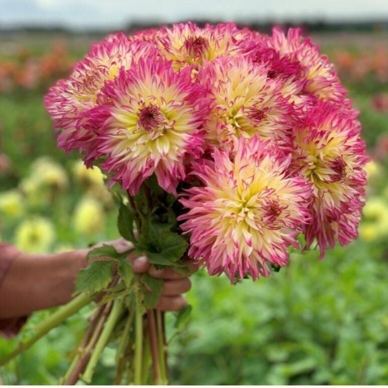 Soğuğa Dayanıklı Dev Çiçekli Caproz Josephine Dahlia Yıldız Çiçeği Soğanı Yumrusu (1 Adet)