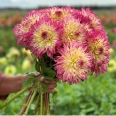 Soğuğa Dayanıklı Dev Çiçekli Caproz Josephine Dahlia Yıldız Çiçeği Soğanı Yumrusu (1 Adet)