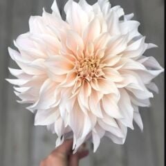 Soğuğa Dayanıklı Dev Çiçekli Cafe Au Light Dahlia Yıldız Çiçeği Soğanı Yumrusu (1 Adet)