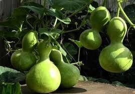 Doğal Calabash Süs(Su) Kabağı Tohumu(5 Tohum)