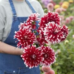 Soğuğa Dayanıklı Dev Çiçekli Davos Dahlia Yıldız Çiçeği Soğanı Yumrusu (1 Adet)