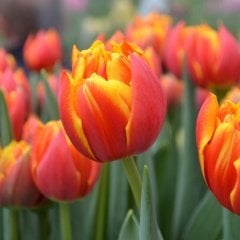 Turuncu Kadife Goncalı Pako Orange Lale Soğanı (5 Adet)