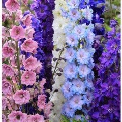 Campanula Karışık Katmerli Çan Çiçeği Tohumu (100 tohum)