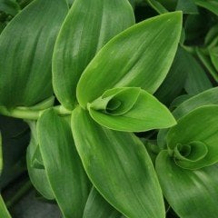 Tradescantia Albiflora Telgraf Çiçeği Fidesi (5 adet)