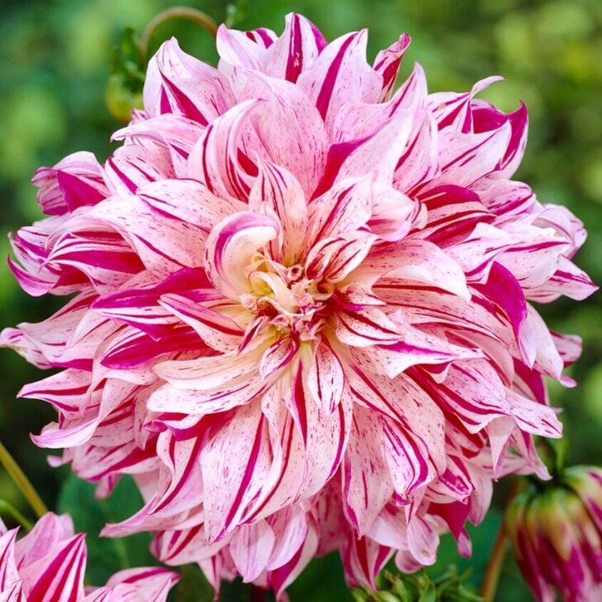 İri XXL Çiçekli Bristol Stripe Dahlia Yıldız Çiçeği Soğanı Yumrusu (1 Adet)