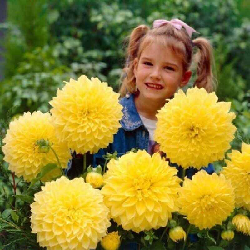 Dev Çiçekli Sarı Renkte Kelvin Floodlight Dahlia Yıldız Çiçeği Soğanı Yumrusu (1 Adet )