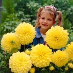 Dev Çiçekli Sarı Renkte Kelvin Floodlight Dahlia Yıldız Çiçeği Soğanı Yumrusu (1 Adet )