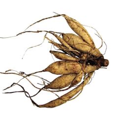 Aynı Sene Çiçek Açar Dev Çiçekli Mixed Dahlia Yumrusu (5 Adet)