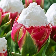 Özel Üretim İri Çiçekli İce Cream Külah Lale Soğanı (2 Adet)