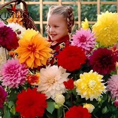 Aynı Sene Çiçek Açar Dev Çiçekli Mixed Dahlia Yumrusu (5 Adet)