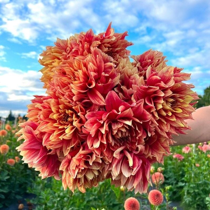 Aynı Sene Çiçek Açar Dev Çiçekli Dazzling Magic Dahlia Yumrusu (1 Adet)