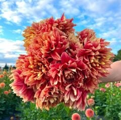 Aynı Sene Çiçek Açar Dev Çiçekli Dazzling Magic Dahlia Yumrusu (1 Adet)