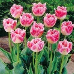Özel Fırfırlı Pembe Beyaz Fancy Frills Lale Soğanı (5 Adet)