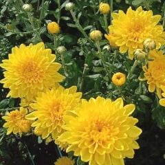 Özel Seri Cayman Yellow Katlı Kasımpatı Krizantem Çiçeği Fidesi (1 adet)