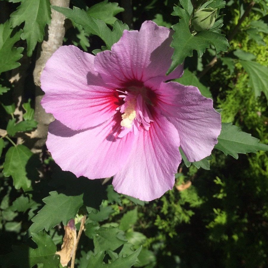 Mallow Hibiscus Çiçeği Tohumu Rosea (10 tohum)