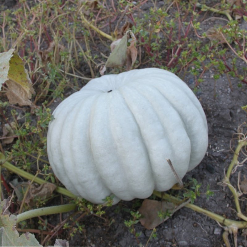 Ambalajlı Kışlık Balkabağı Tohumu (10 Gram)