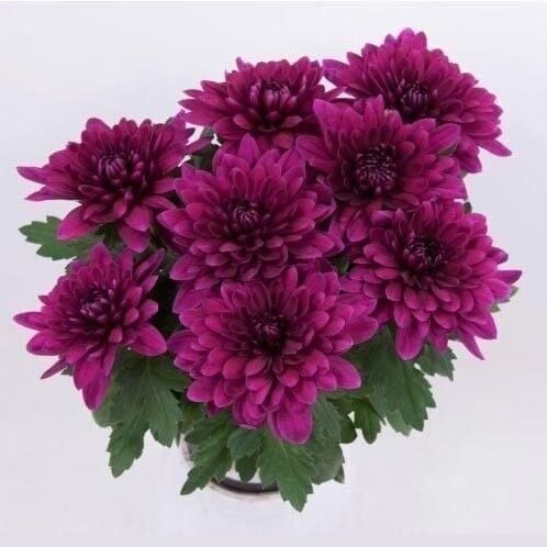 Özel Seri Vido Purple Katlı Kasımpatı Çiçeği Fidesi (1 adet)