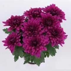 Özel Seri Vido Purple Katlı Kasımpatı Çiçeği Fidesi (1 adet)