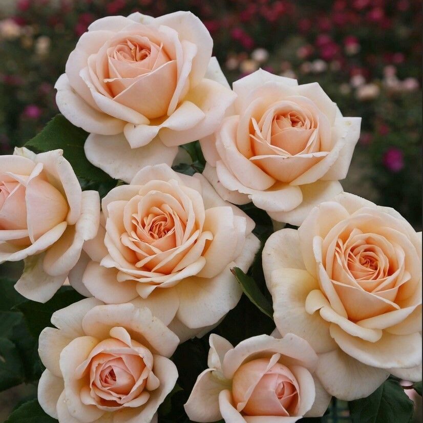 Tüplü Yediveren Hybrid Tea Apricot Fc Çok Goncalı Soğuklara Dayanıklı Masal Gülü Fidanı